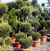 მუქი მწვანე შიდა მცენარეები Cypress (Cupressus) ფოტო