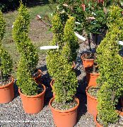 ღია მწვანე შიდა მცენარეები Cypress (Cupressus) ფოტო
