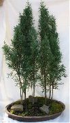 verde Plantas de interior Cypress (Cupressus) foto
