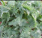 銀色 屋内植物 カタバミ (Oxalis) フォト