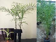 Kokospalm groen Plant