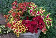 rengârenk Kapalı bitkiler Coleus  fotoğraf