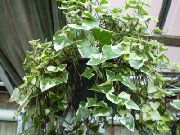 pestriț Plante de interior Pelerină Iedera, Iedera Natal, Ceară De Viță De Vie (Senecio macroglossus) fotografie
