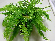 grün Zimmerpflanzen Schwert Farne (Nephrolepis) foto