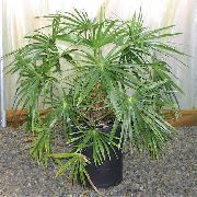 verde Plantas de interior Fountain Palm (Livistona) foto
