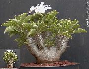 жасыл Үй Өсімдіктер Pahipodium (Pachypodium) фото