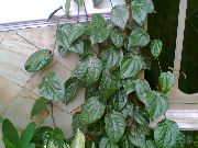 tmavě-zelená Pokojové rostliny Celebes Paprika, Pepř Velkolepý (Piper crocatum) fotografie