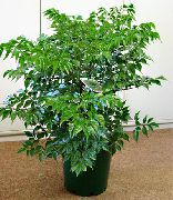grün Zimmerpflanzen Porzellanpuppe (Radermachera sinica) foto