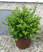 πράσινος φυτά εσωτερικού χώρου Πύξος (Buxus) φωτογραφία