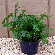 Selaginella verde Plantă