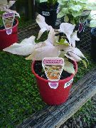 ვერცხლისფერი შიდა მცენარეები Syngonium  ფოტო