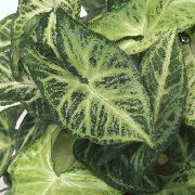 ჭრელი შიდა მცენარეები Syngonium  ფოტო