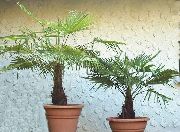 зелен Стайни растения Fortunei Палмово (Trachycarpus) снимка