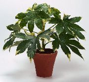 杂色 室内植物 日本龙牙 (Fatsia) 照片