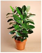 зелен Стайни растения Смокиня (Ficus) снимка