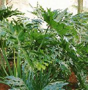 zelená Izbové Rastliny Filodendron (Philodendron) fotografie