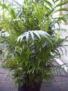 grün Zimmerpflanzen Bambuspalme (Chamaedorea) foto